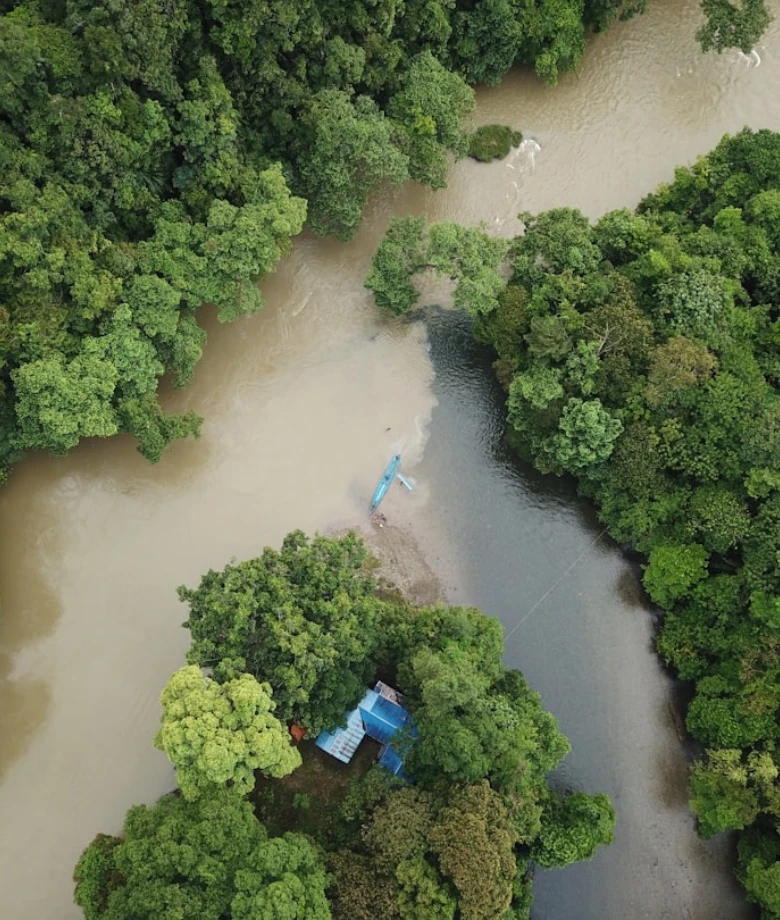 Tropical forest canopy